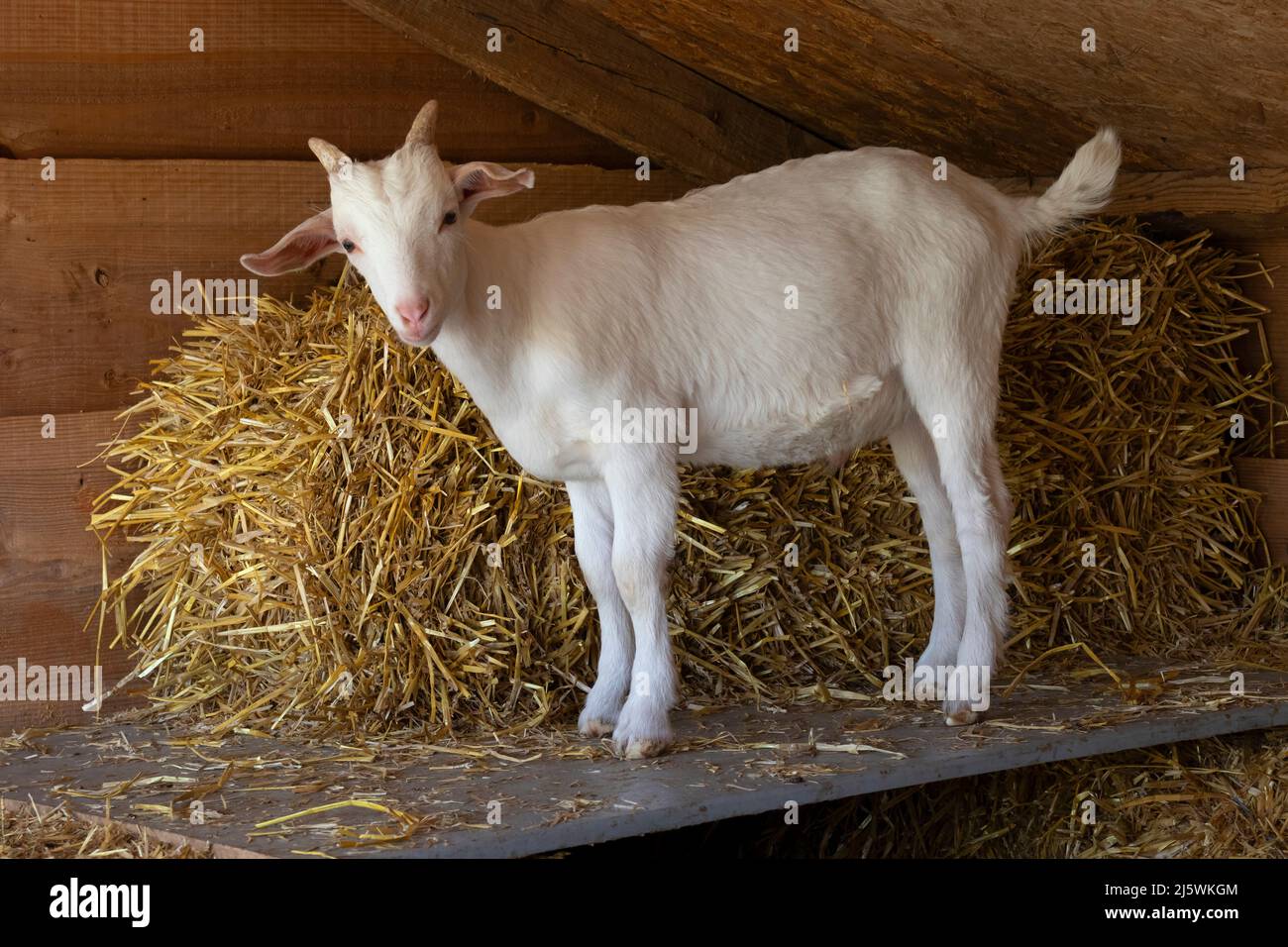 Junge weiße Ziege, die drinnen im Stall steht Stockfoto