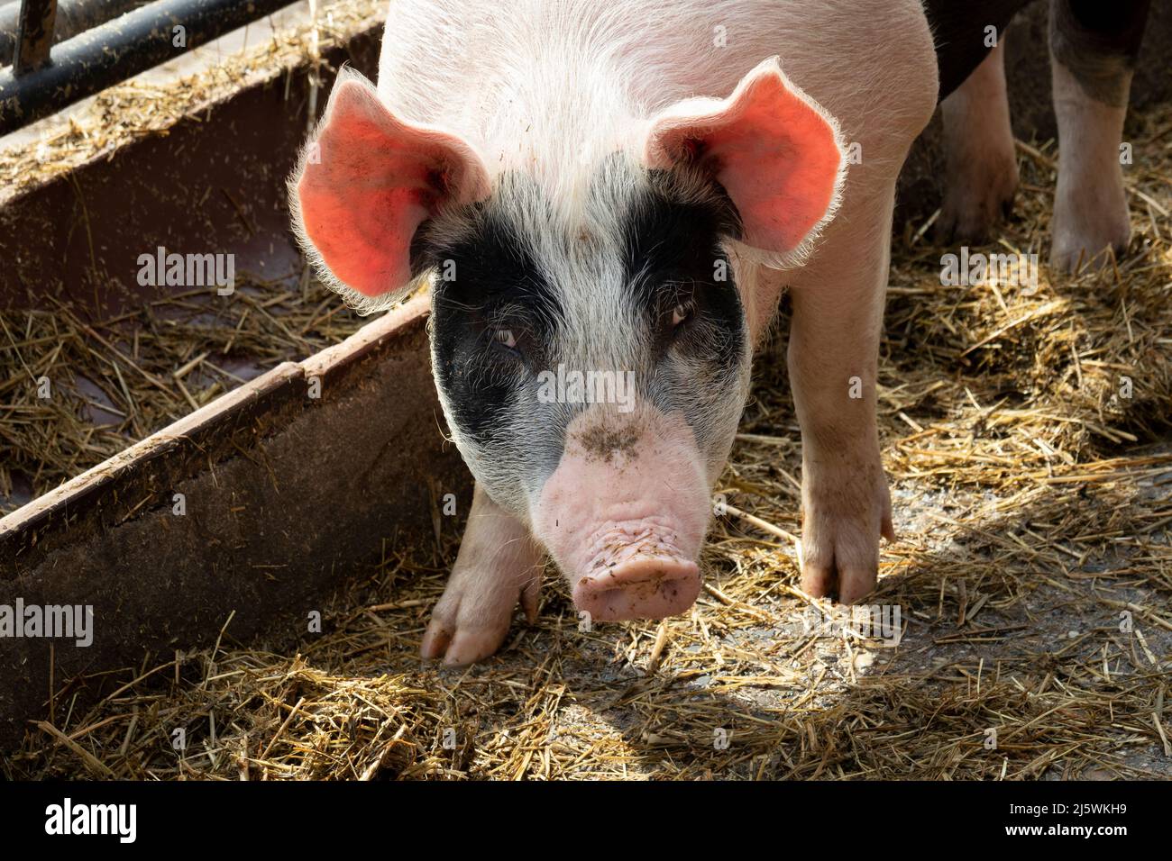 Einzelne niedliche kleine rosa Schwein im Heu im Stall stehen Stockfoto