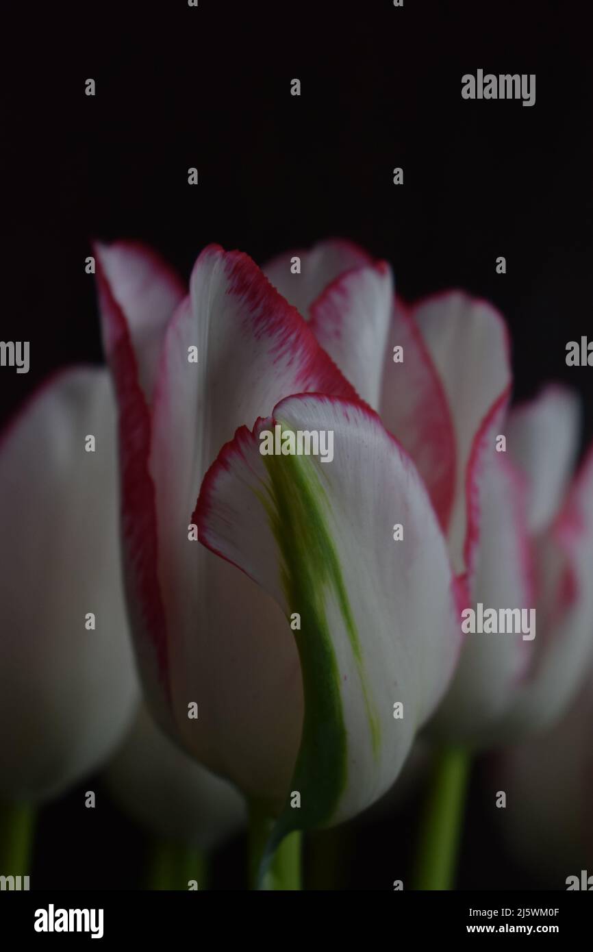 Weiße Tulpe mit roten Streifen auf den Blütenblättern auf dem dunklen unscharfen Hintergrund. Zwei farbige Tulpenblüten kröden auf dem dunklen Hintergrund. Stockfoto