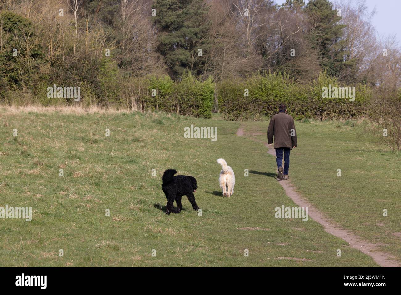 Hundewanderer (Homo sapiens) Hund (Canis lupus familiaris) Norfolk GB  Großbritannien April 2022 Stockfotografie - Alamy