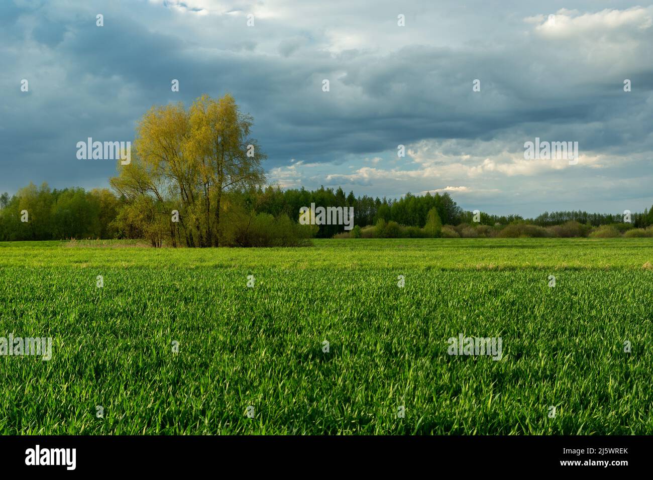 Bäume hinter einem grünen Feld und einem bewölkten Himmel, Frühling ländlichen Tag Stockfoto
