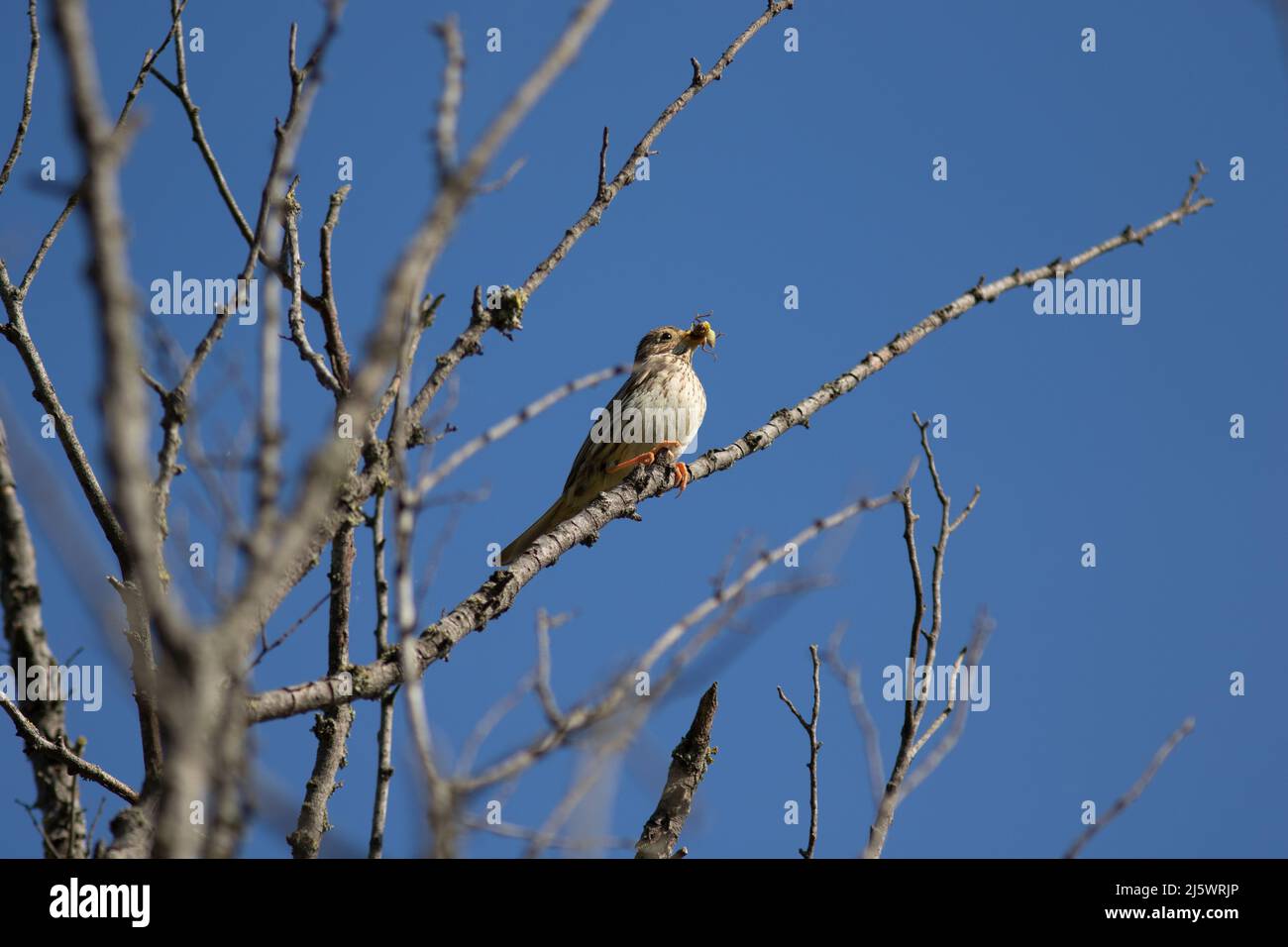un oiseau avec un insecte dans le bec sur un arbre Stockfoto