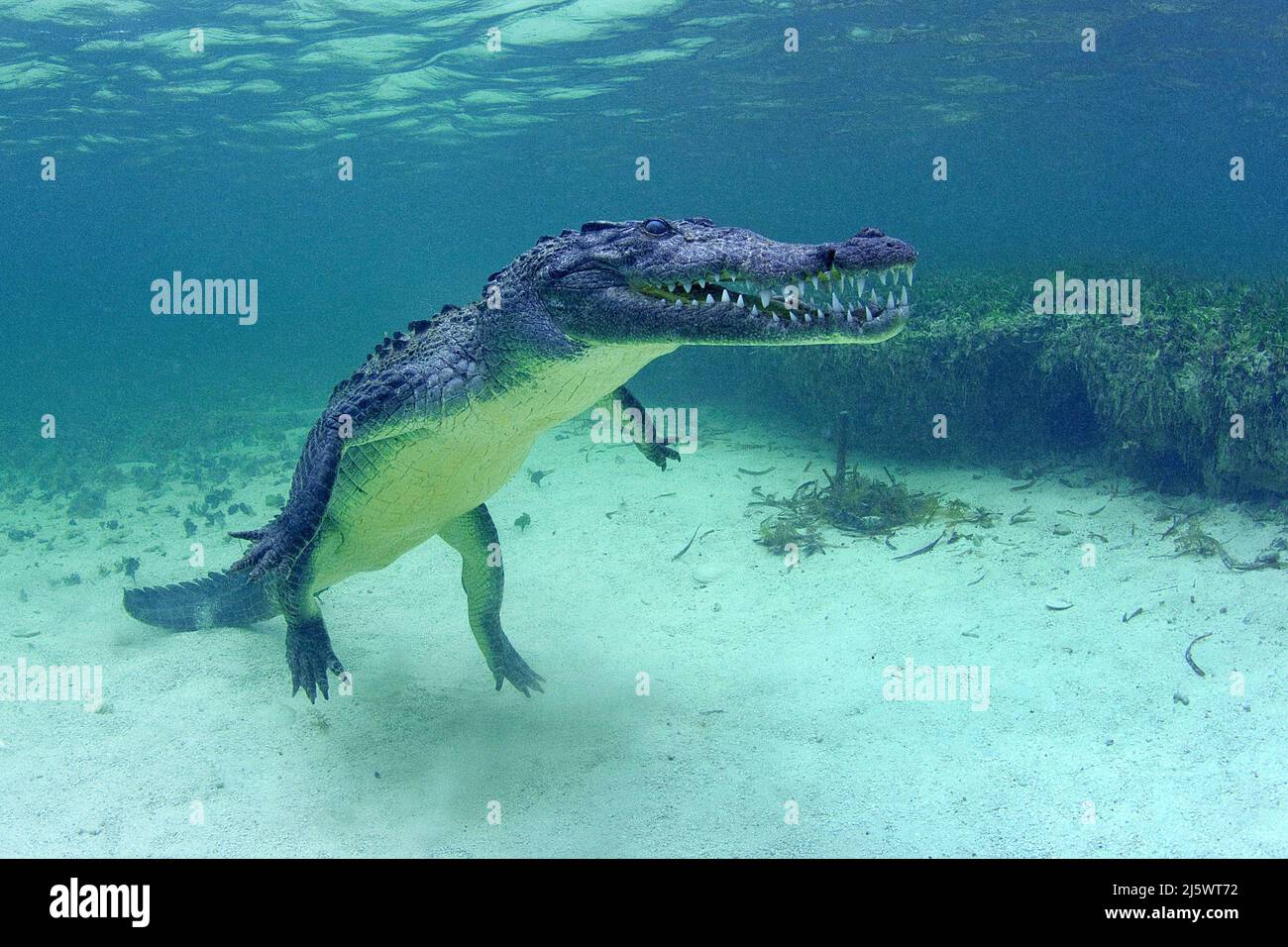 Amerikanisches Krokodil (Crocodylus acutus), Banco Chinchorro, Quintana Roo, Mexiko, Amerika Stockfoto