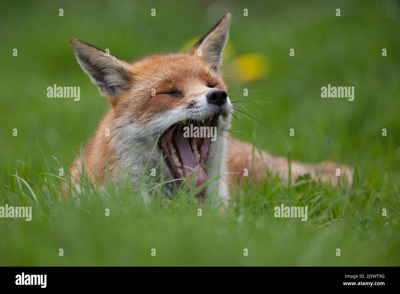 Rotfuchs (Vulpes vulpes) gähnend. Ein ruhiger Rotfuchs, der sich tagsüber entspannt. Stockfoto