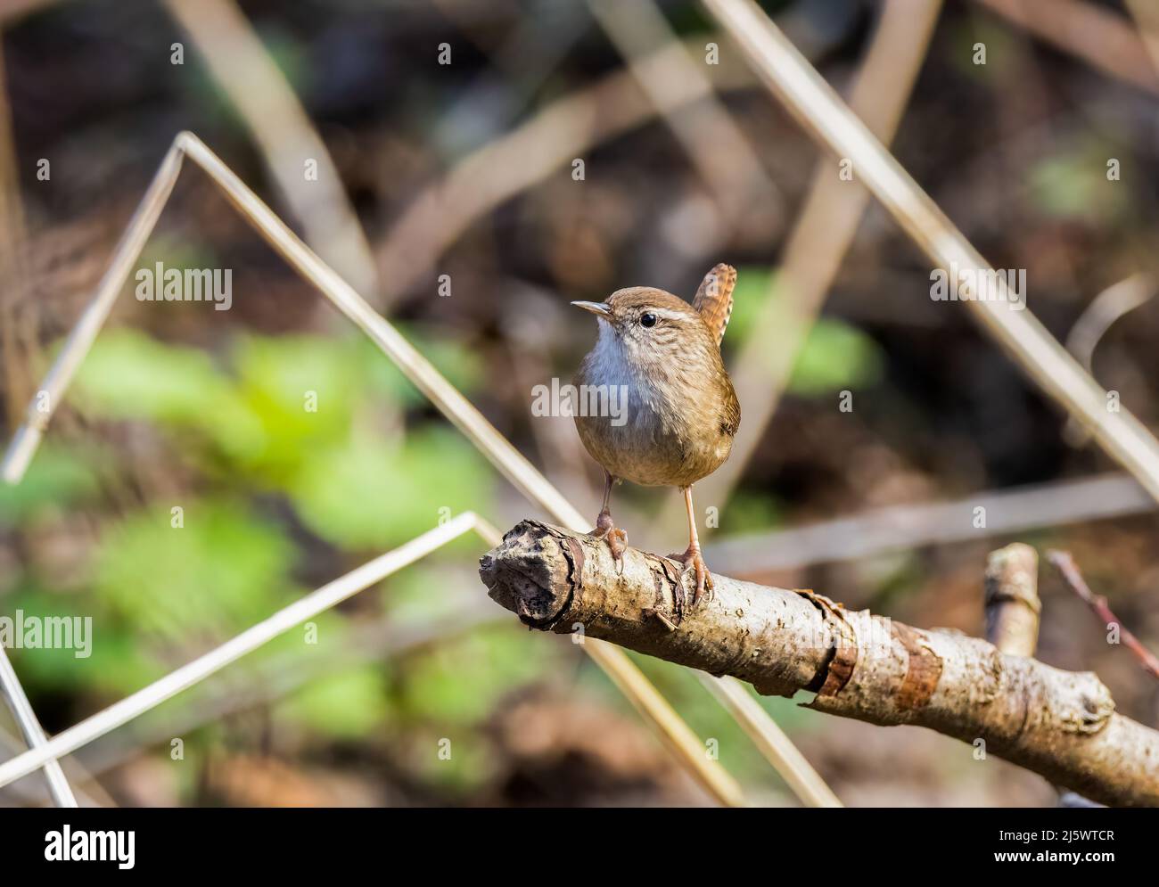 Zaunkönig (Troglodytes troglodytes) Stockfoto