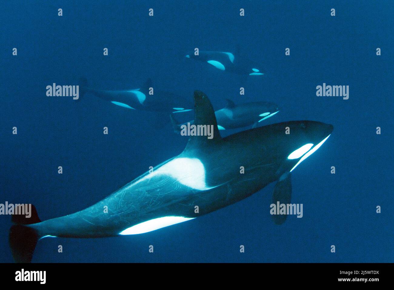 Eine Gruppe Orcas, Killerwale (Orcinus Orca) unter Wasser, Tromso, Norwegen, Nordatlantik, Europa Stockfoto