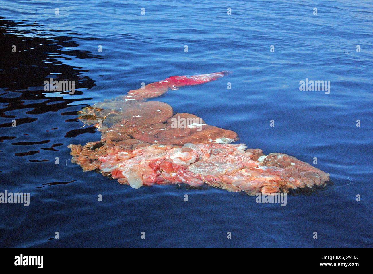 Schwimmende Plazenta eines Pottwals (Physetter macrocepahalus), Geburt, Pico, Acores, Portugal Stockfoto