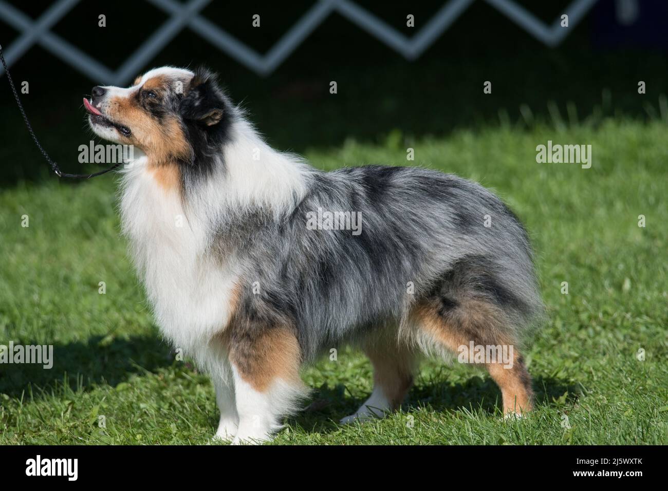 Miniatur American Shepherd steht im Hundezeitring Stockfoto