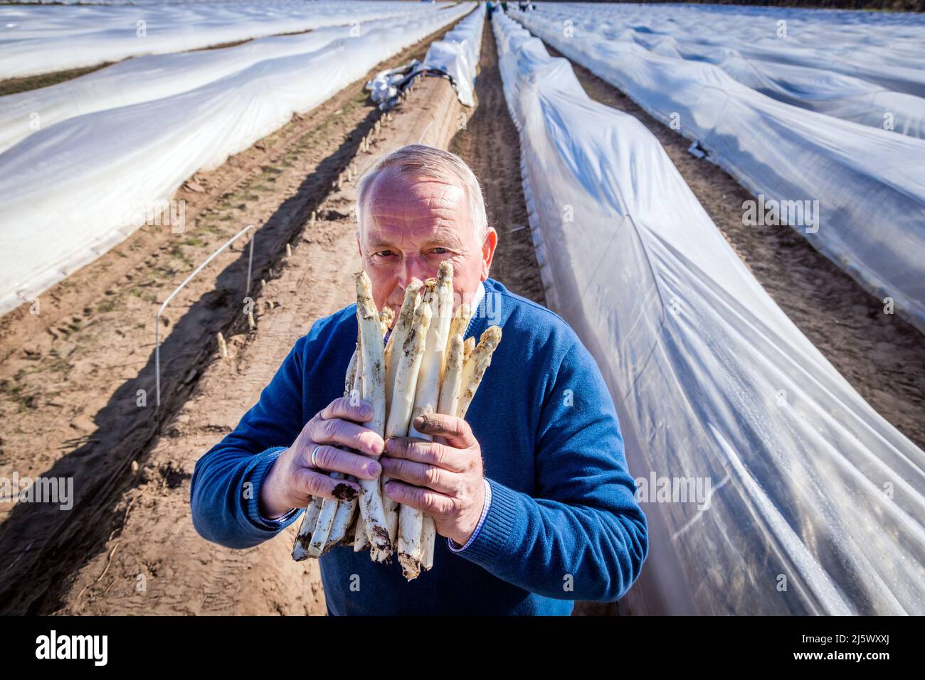26. April 2022, Mecklenburg-Vorpommern, Nantrow: Till Backhaus (SPD), Minister für Landwirtschaft, Umwelt und Klimaschutz Mecklenburg-Vorpommerns, riecht zum offiziellen Start der Spargelsaison 2022 in Mecklenburg-Vorpommern ein Paket frisch geschnittenen Spargels. Der Betrieb in Nandrow bei Wismar beschäftigt sieben feste Mitarbeiter sowie bis zu 50 Saisonarbeiter und erntet das Polgemüse auf rund 20 Hektar. In Mecklenburg-Vorpommern haben 2021 insgesamt 15 Betriebe 648 Tonnen Spargel auf einer Fläche von 166 Hektar geerntet. Foto: Jens Büttner Stockfoto