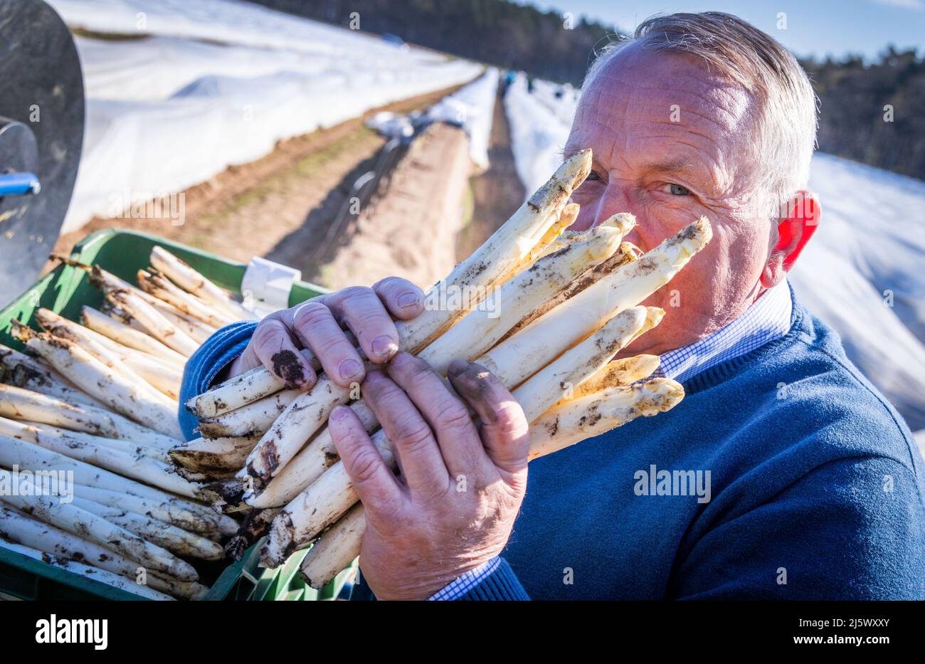 26. April 2022, Mecklenburg-Vorpommern, Nantrow: Till Backhaus (SPD), Minister für Landwirtschaft, Umwelt und Klimaschutz Mecklenburg-Vorpommerns, riecht zum offiziellen Start der Spargelsaison 2022 in Mecklenburg-Vorpommern ein Paket frisch geschnittenen Spargels. Der Betrieb in Nandrow bei Wismar beschäftigt sieben feste Mitarbeiter sowie bis zu 50 Saisonarbeiter und erntet das Polgemüse auf rund 20 Hektar. In Mecklenburg-Vorpommern haben 2021 insgesamt 15 Betriebe 648 Tonnen Spargel auf einer Fläche von 166 Hektar geerntet. Foto: Jens Büttner Stockfoto