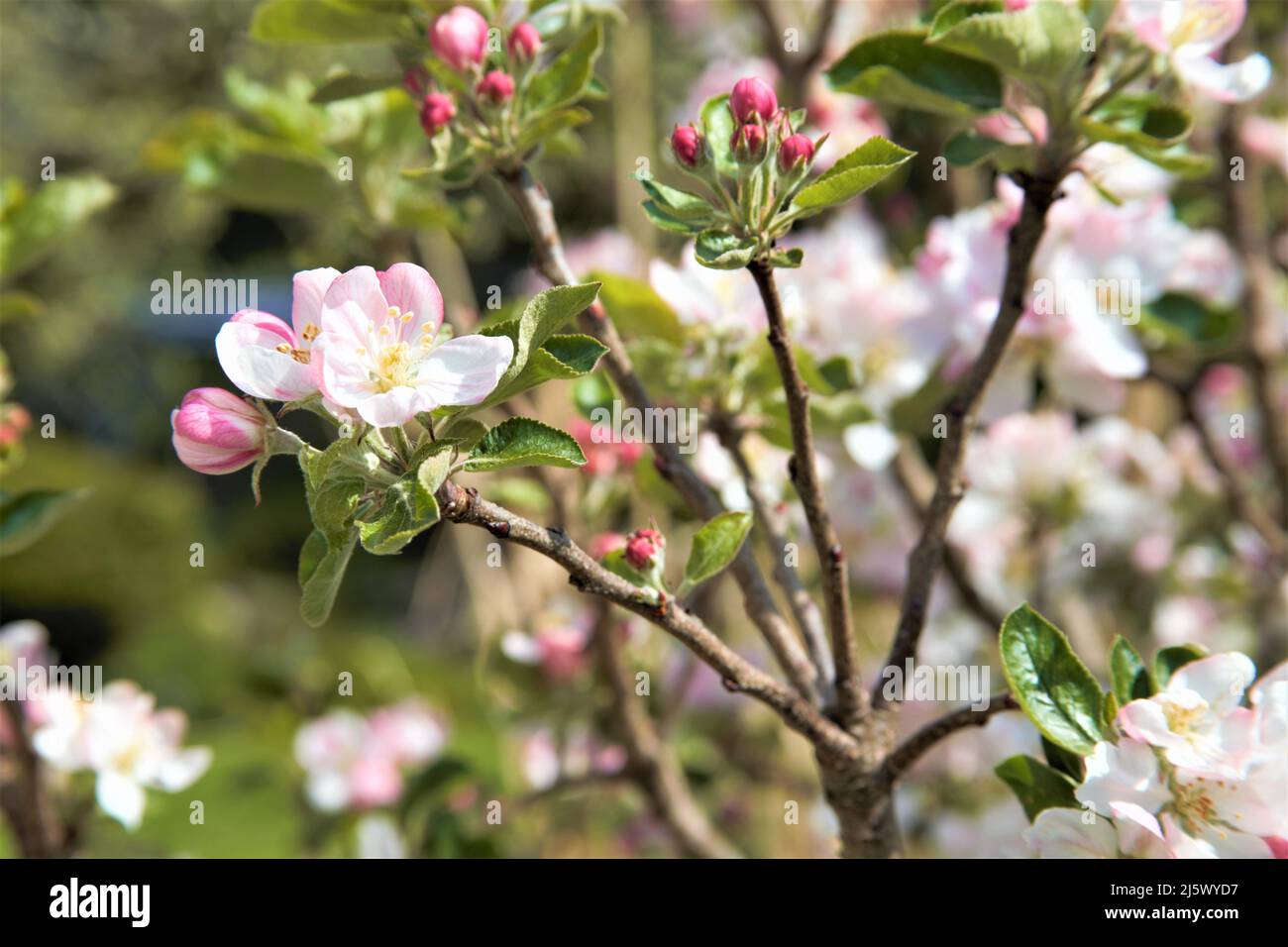 apfelbaum blüht weiß und rosa Stockfoto