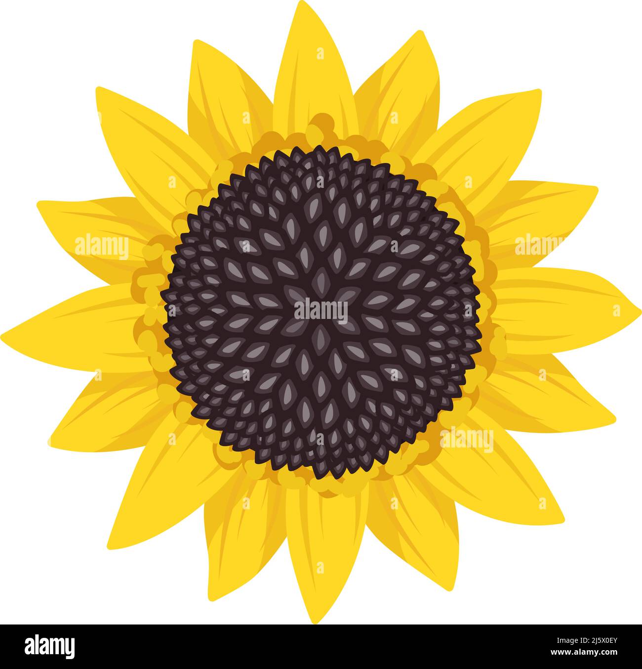 Helle Sonnenblumenblume mit gelben Blättern und schwarzen Samen. Element der Natur, Pflanze für Dekoration und Design. Vektorgrafik flach Stock Vektor
