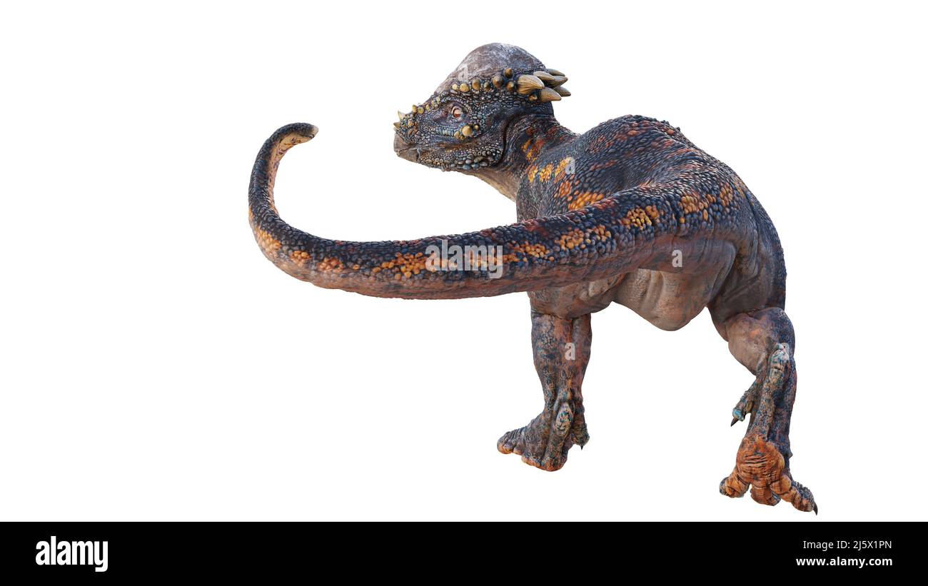Pachycephalosaurus, Dinosaurier aus der späten Kreidezeit, isoliert auf weißem Hintergrund Stockfoto