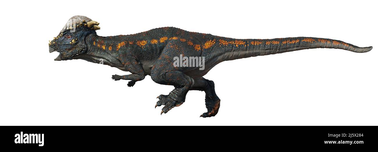 Pachycephalosaurus, Dinosaurier aus der späten Kreidezeit, isoliert auf weißem Hintergrund Stockfoto