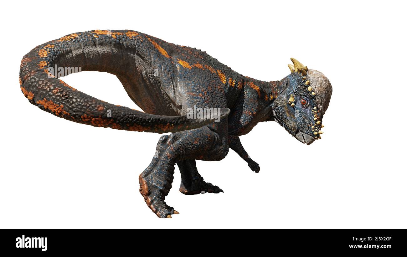 Pachycephalosaurus, Dinosaurier aus der späten Kreidezeit, isoliert auf weißem Hintergrund Stockfoto