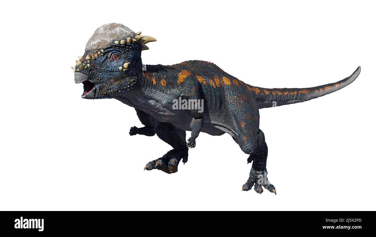 Pachycephalosaurus, Dinosaurier aus der späten Kreidezeit, isoliert auf weißem Hintergrund Stockfoto