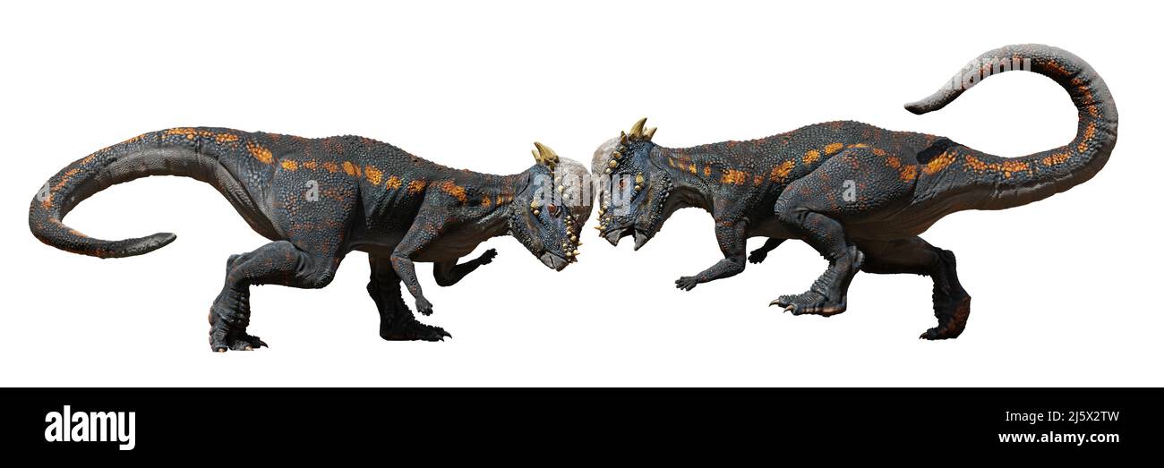 Pachycephalosaurus, Kopf-butting-Dinosaurier aus der späten Kreidezeit, isoliert auf weißem Hintergrund Stockfoto