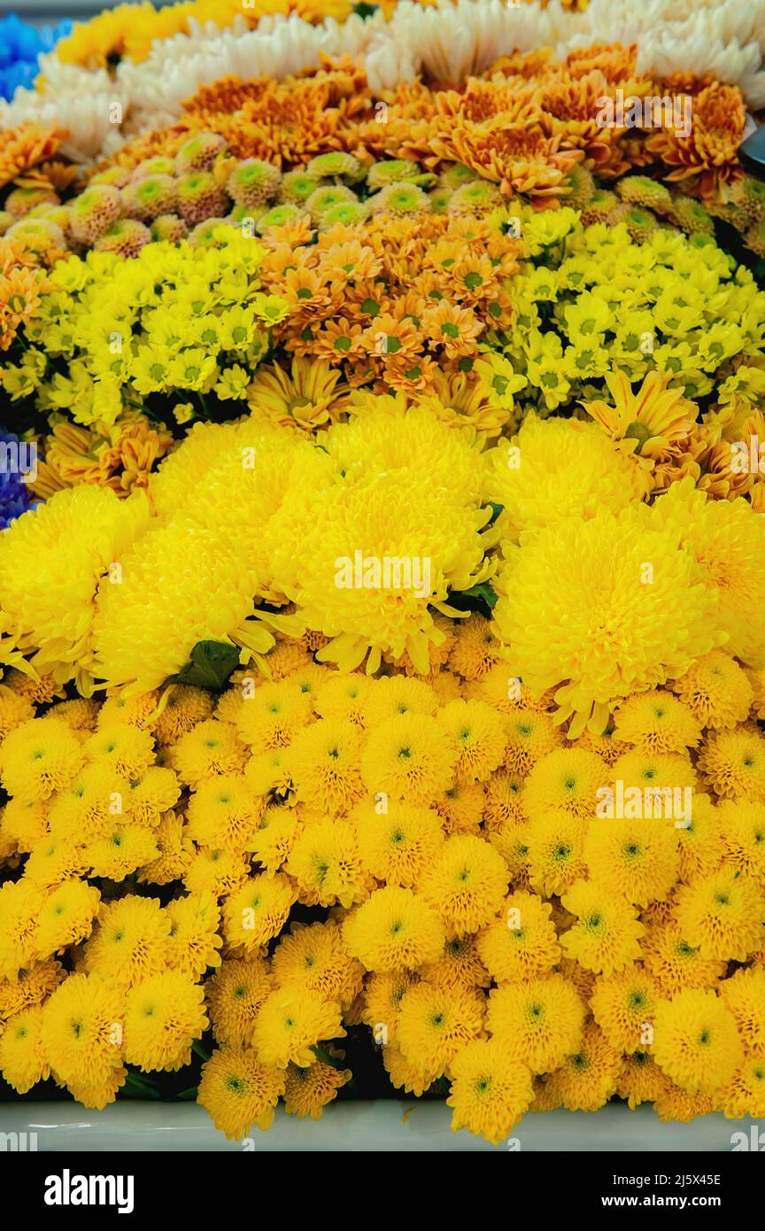 Leuchtend gelbe Blüten auf dem Display. Sortiment von Sorten von gelben Blumen auf dem Regal eines Blumenladens Stockfoto