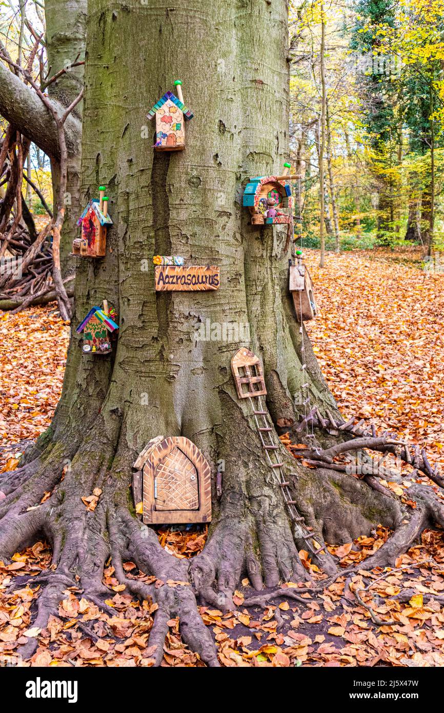 Ein Märchenbaum im Herbst auf dem Fairy Trail im Wald im Roundhay Park, Leeds, Yorkshire, England Stockfoto