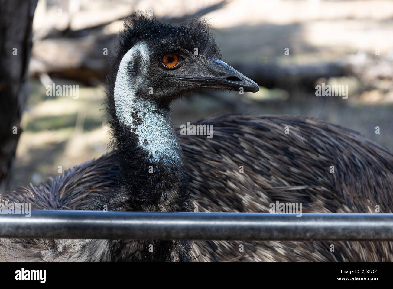 Australische EWU - Nahaufnahme einer ewu. Dieser große flugunfreie Vogel ist in Australien heimisch. Fotografiert in der Nähe von Adelaide, Südaustralien. Stockfoto