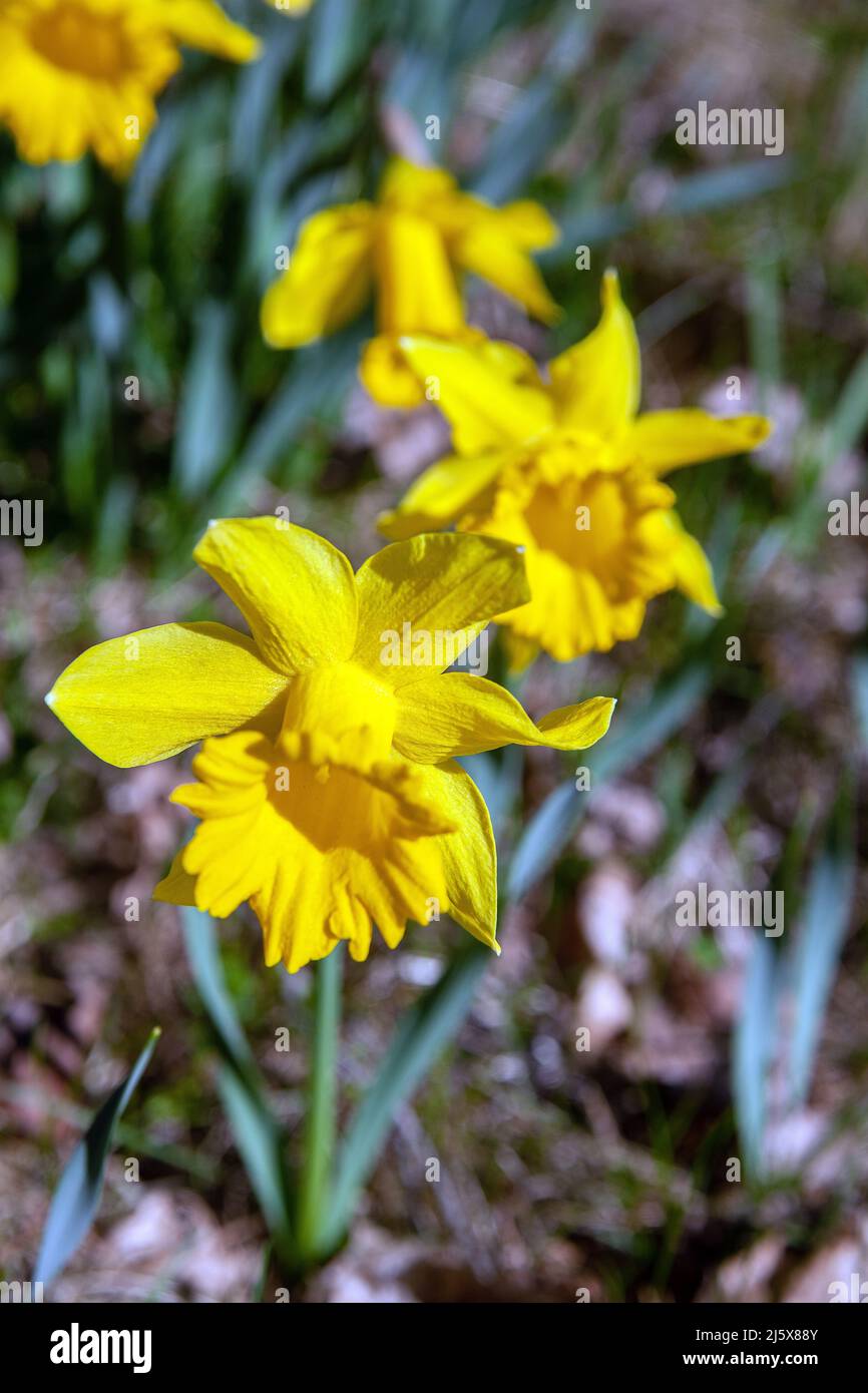 Narcissus Carlton. Daffodil, Påsklilja, im schwedischen Wald Stockfoto