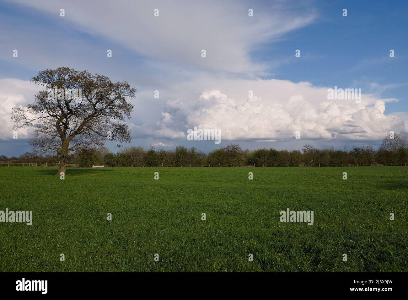 Ein einsamer Baum in einem grünen Feld mit mehr Bäumen im Hintergrund unter einem wolkigen blauen Himmel, der seine ruhige und friedliche Natur zeigt Stockfoto