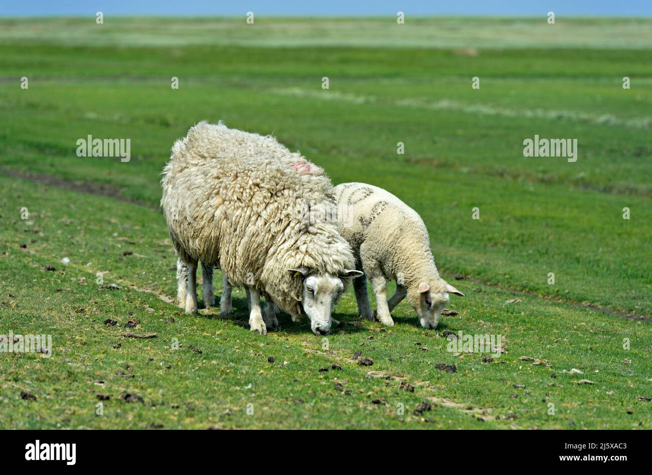 Texelschafe, Schaf mit Lamm auf der Weide im Sumpfgebiet, Nationalpark Schleswig-Holsteinisches Wattenmeer, Westerhever, Schleswig-Holstein, Deutschland Stockfoto