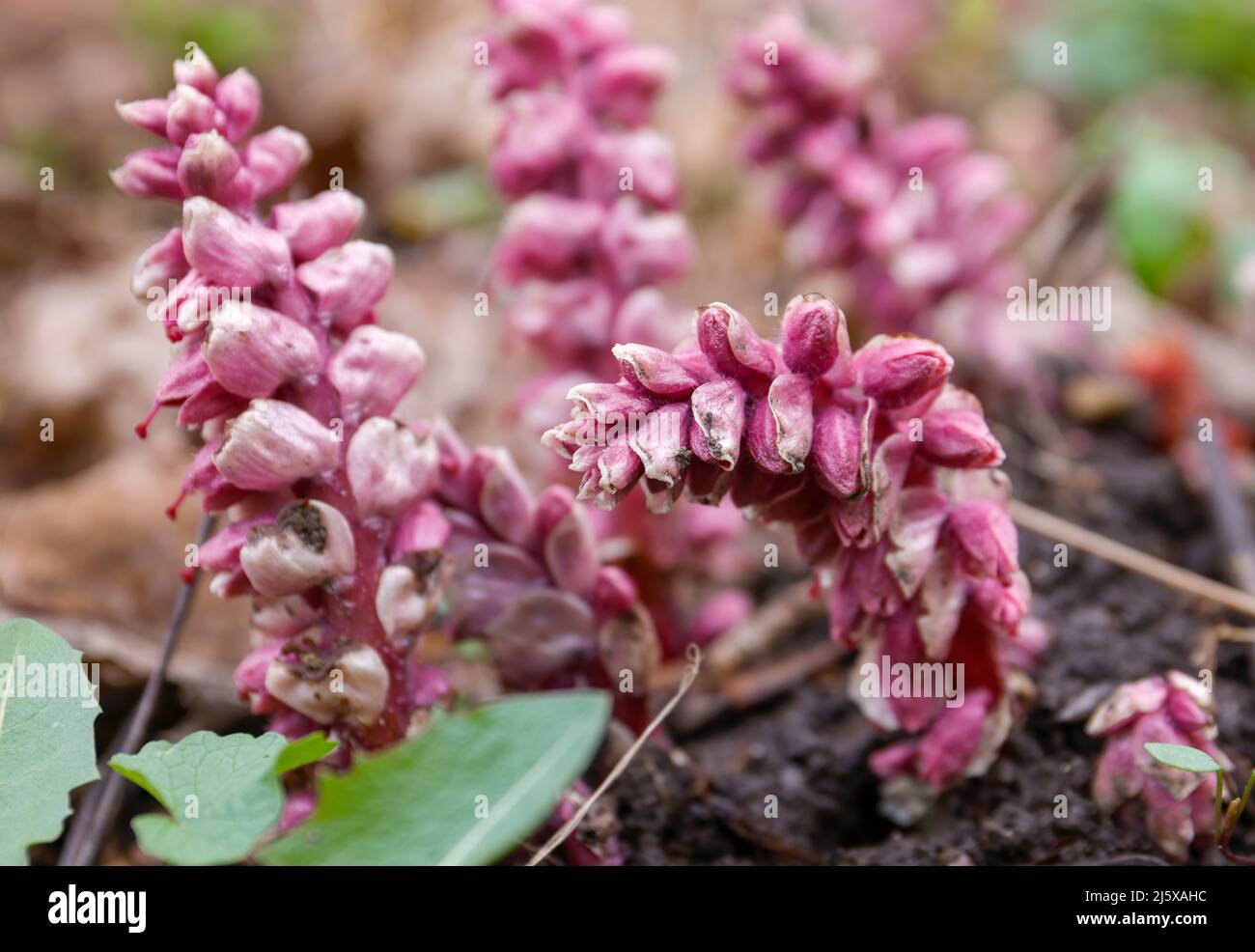 Der Boden im Wald ist mit Wildblumen übersät Stockfoto