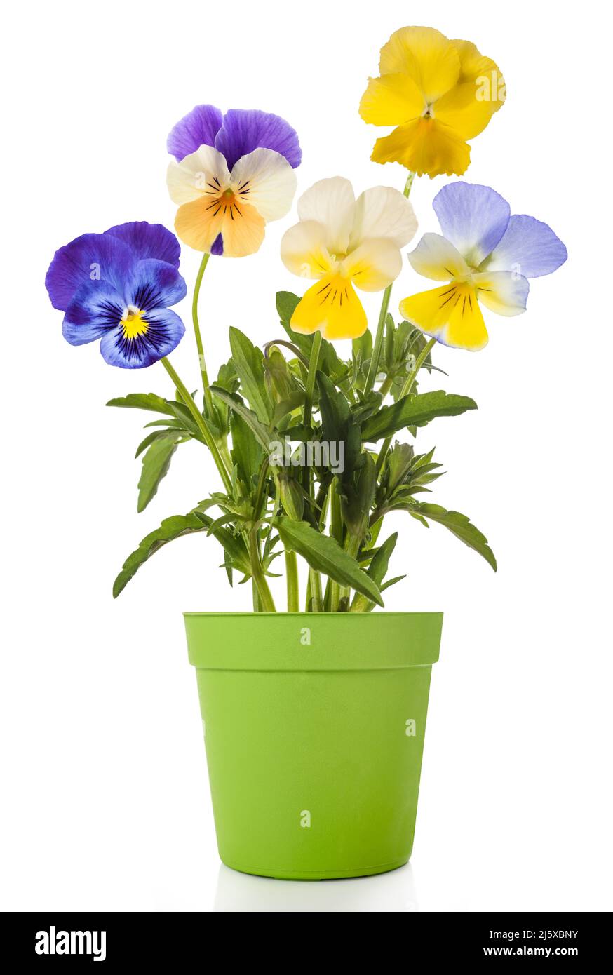 Pansy Blumen Mixin Vase isoliert auf weißem Hintergrund Stockfoto