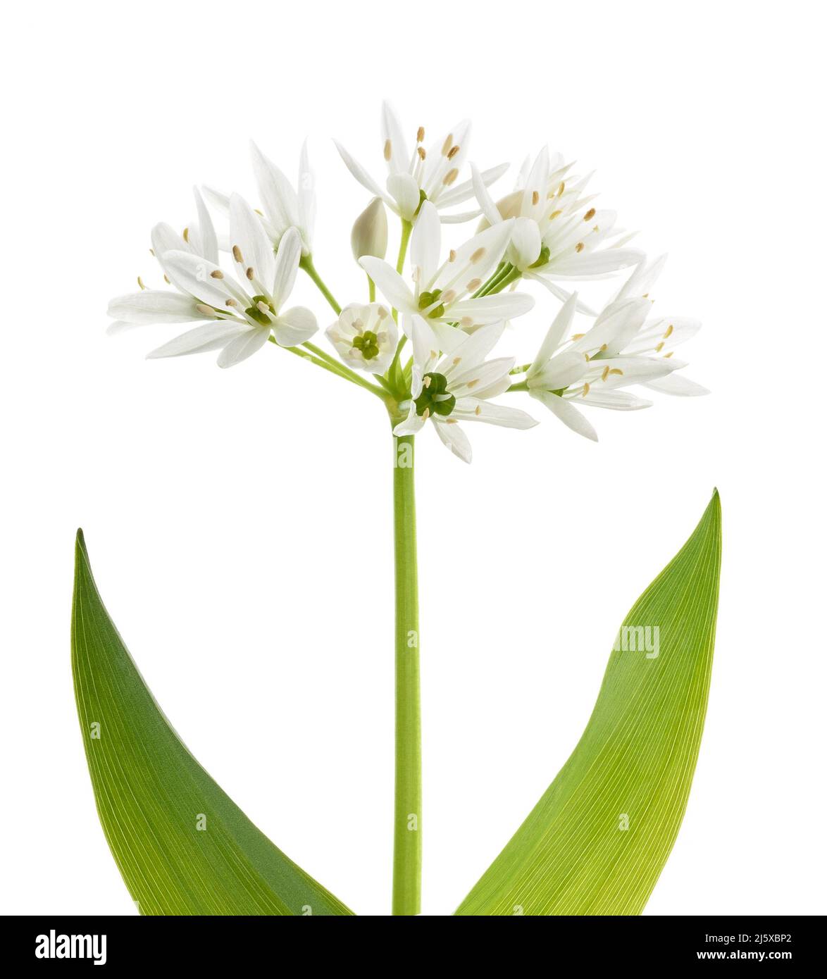 Bärlauch-Blüten isoliert auf weißem Hintergrund Stockfoto