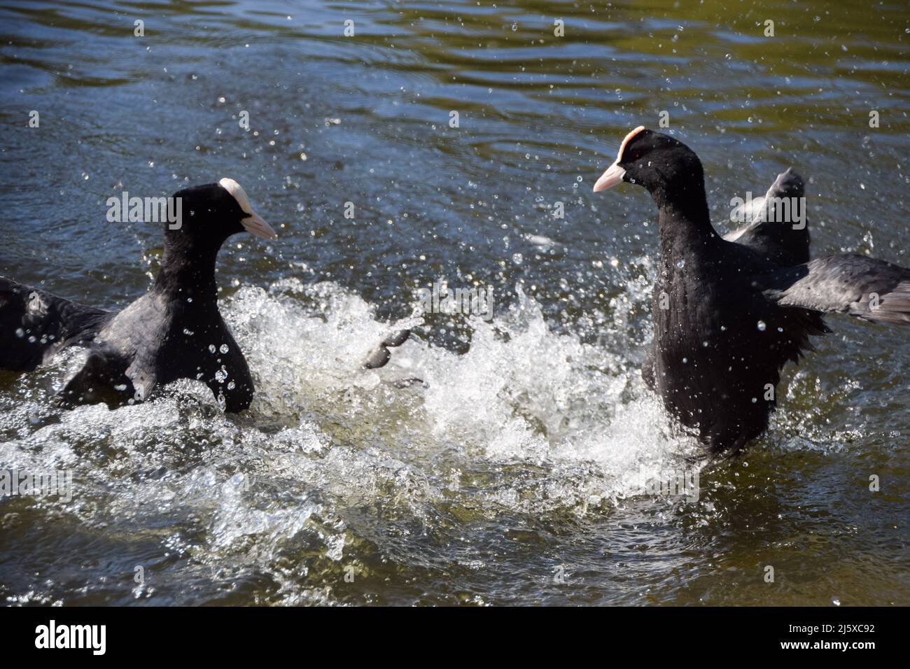 Ein Paar eurasische Blässhühner (Fulica atra) ducken es in einem Park in Großbritannien aus. Stockfoto