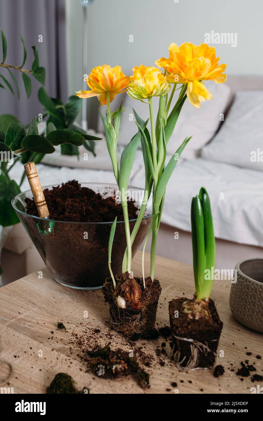 Das Konzept der Frühjahrsverpflanzung von Zimmerpflanzen zu Hause. Stockfoto