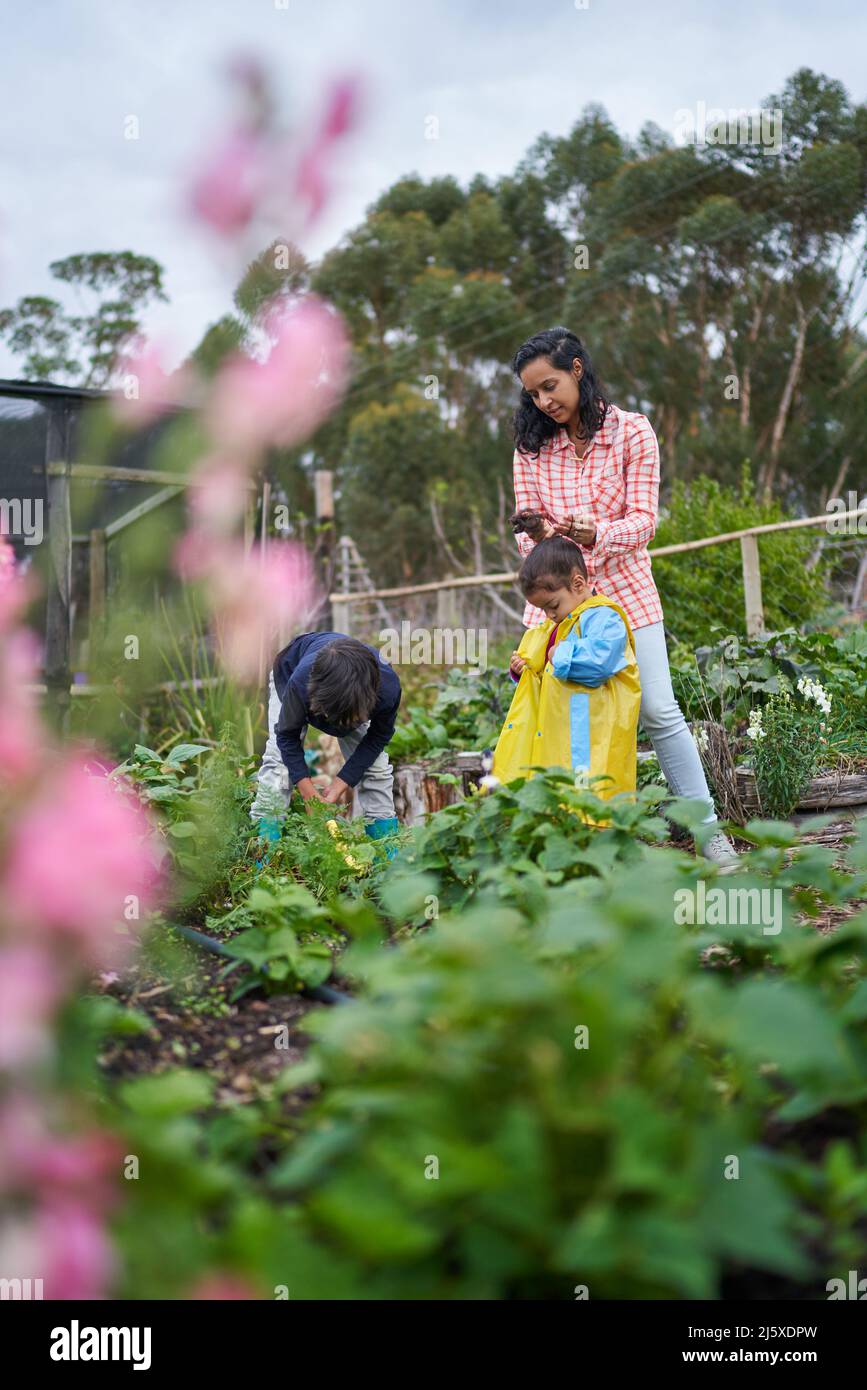 Mutter und Kinder im Gemüsegarten Stockfoto