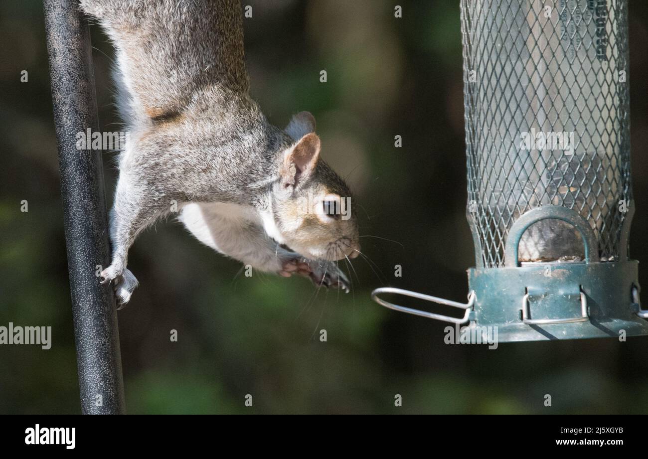 Grau-Eichhörnchen (Sciurus Carolinensis) Stockfoto