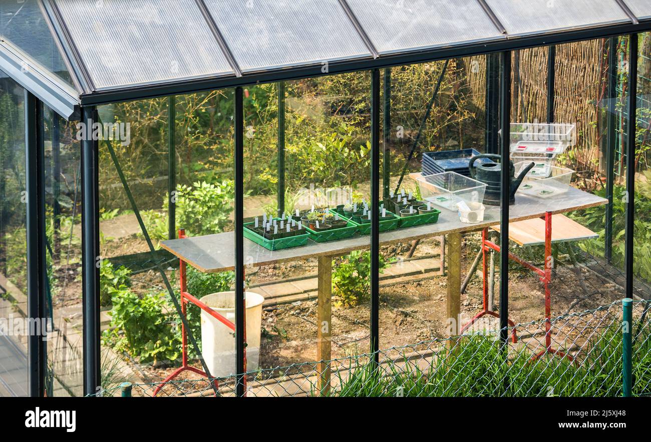Pflanzen im Gewächshaus im Frühjahr anbauen, Gartenarbeit im Gewächshaus, Hobbygärtner, nachhaltige Arbeit in der Natur, Bio und Öko Stockfoto