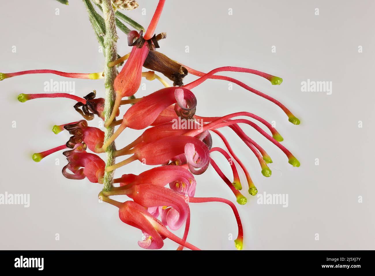 Makroansicht des isolierten Grevillea preissii-Blütenstands. Australische Pflanze Stockfoto