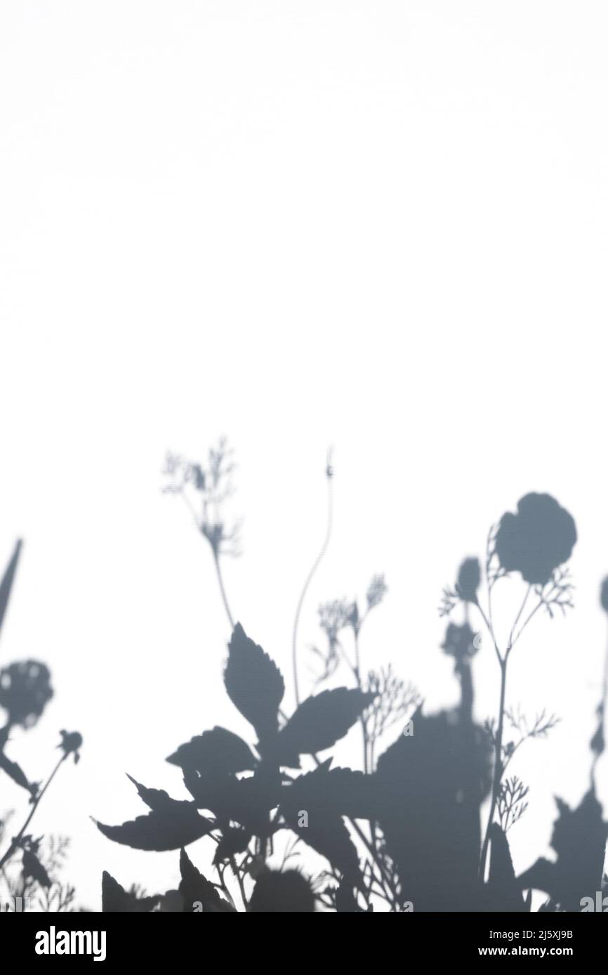 Graue Schatten der Blume und des Grases an der weißen Wand an sonnigen Tagen. Abstrakter neutraler Sommerhintergrund mit Kopierraum. Stockfoto