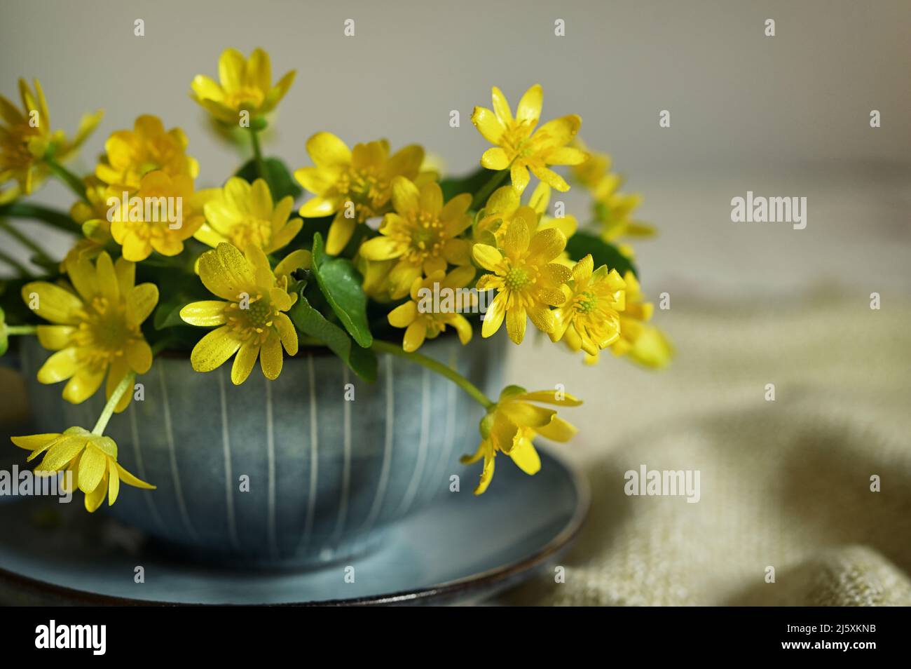 Nahaufnahme Einer gelben, kleinen Celandine-Blume im Teetasse Stockfoto