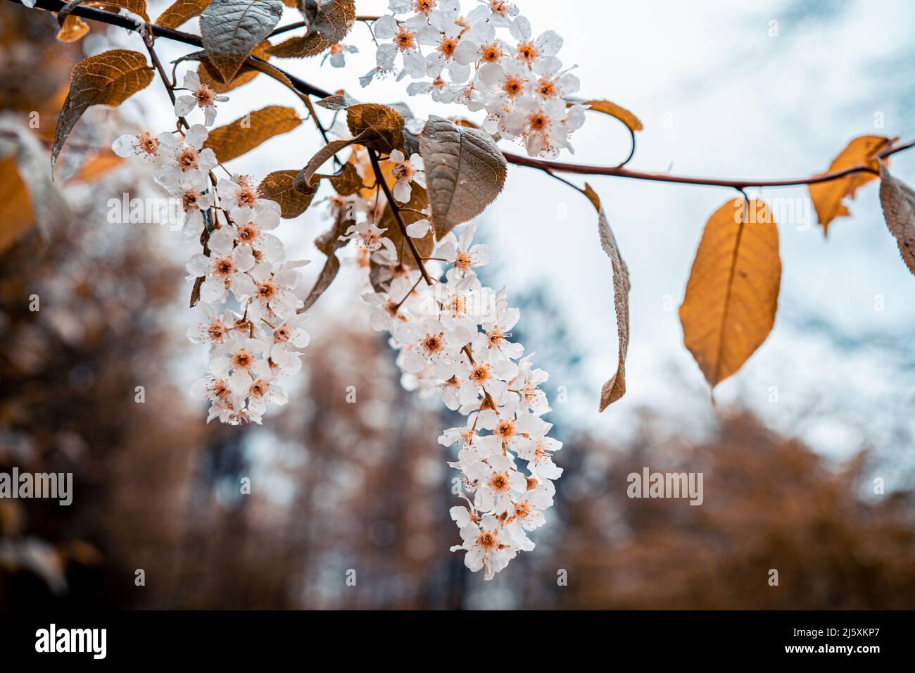 Wunderschöne weiße Gartenblumen Stockfoto