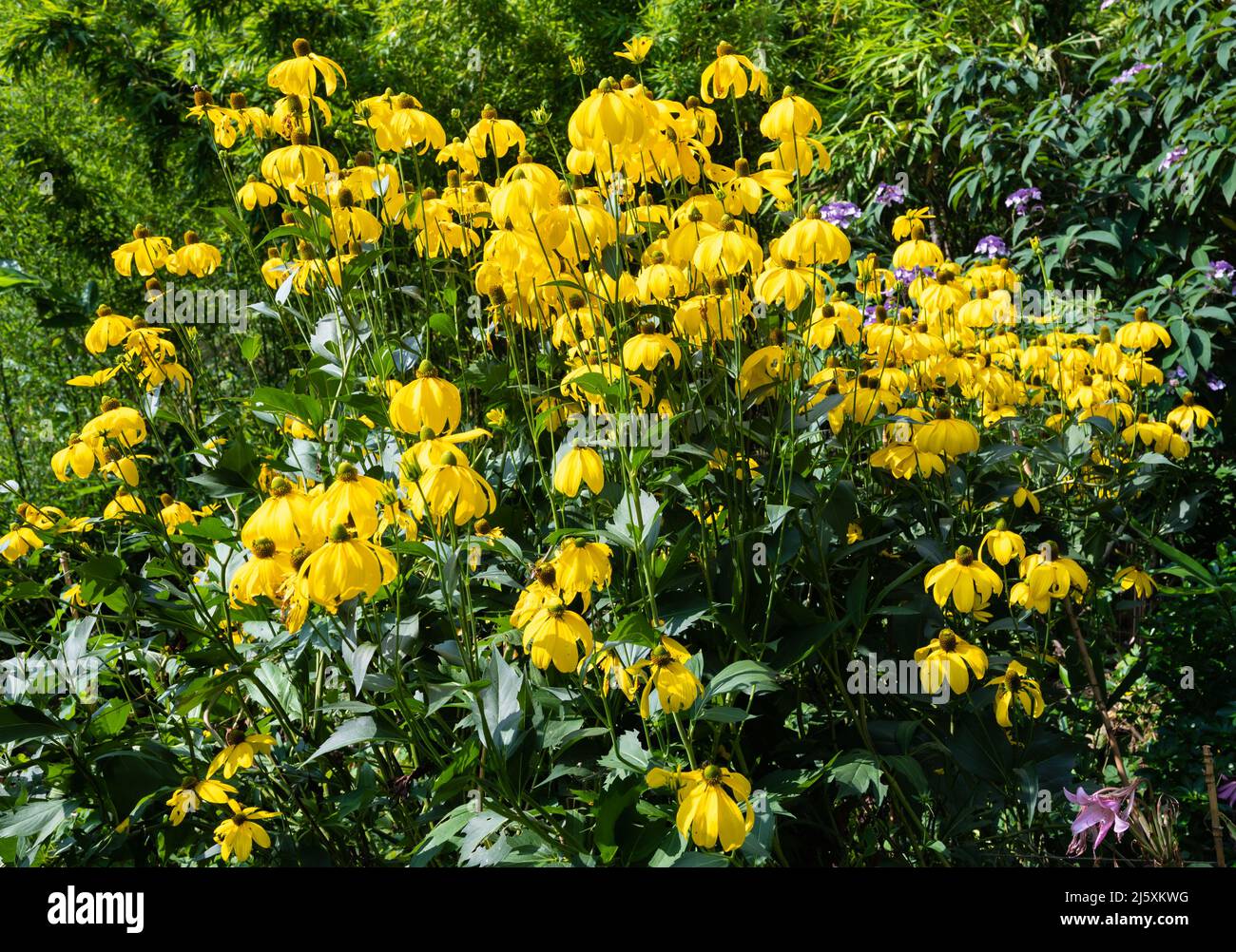 Rudbeckia laciniata (Cutleaf Coneflower, Yellow Coneflower, Wild Goldenglow, Green Headed Coneflower, Green Head Coneflower) wächst im Sommer. Stockfoto