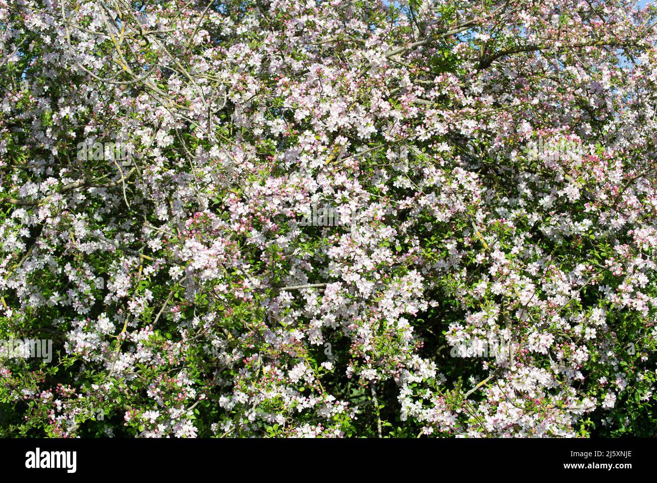 Crab Apple-Baum in voller Blüte Stockfoto
