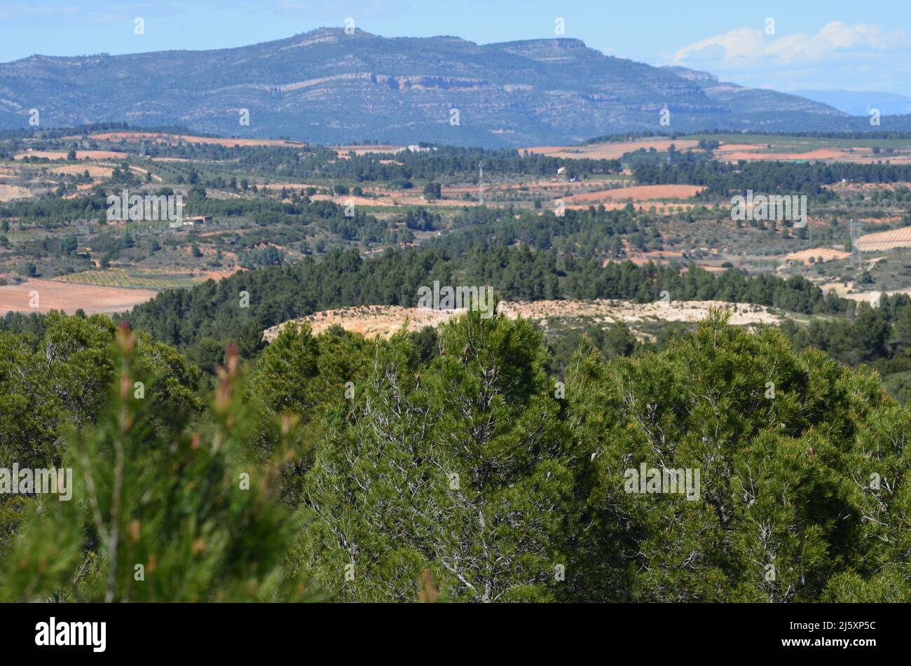 Gemischte ländliche Landschaft mit Weinbergen, Getreideanbau und mediterranem Wald in Requena, Region Valencia Stockfoto