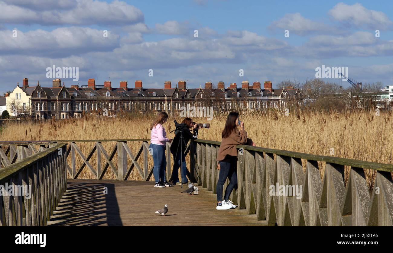 Vogelbeobachter und Fotografen im Cardiff Bay Wetland Reserve, Cardiff Bay. Frühjahr 2022. April Stockfoto
