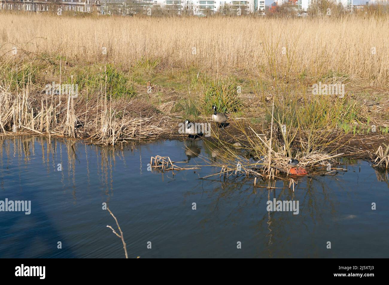 Das Feuchtgebiet von Cardiff Bay mit erwachsenen Kanadagänsen (Branta canadensis) und einem Nistkuss (Fulica atra). Frühjahr 2022. April. Stockfoto