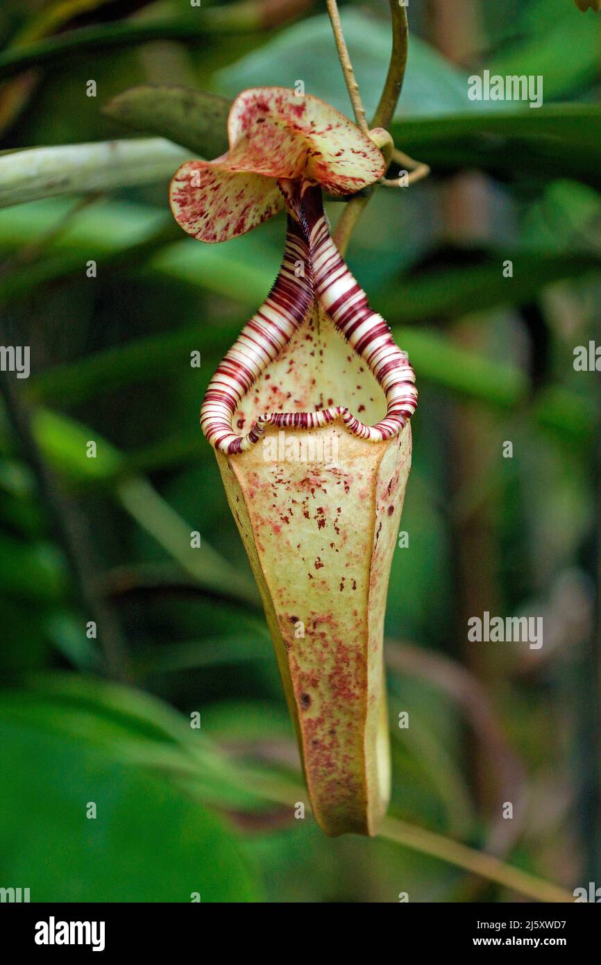 Tropischen Kannenpflanze, lackiert Kannenpflanze oder Burbidge von burbidgeae Pitcher-Plant (Nepenthes), eine fleischfressende Pflanze im Regenwald, Borneo, Malaysia Stockfoto