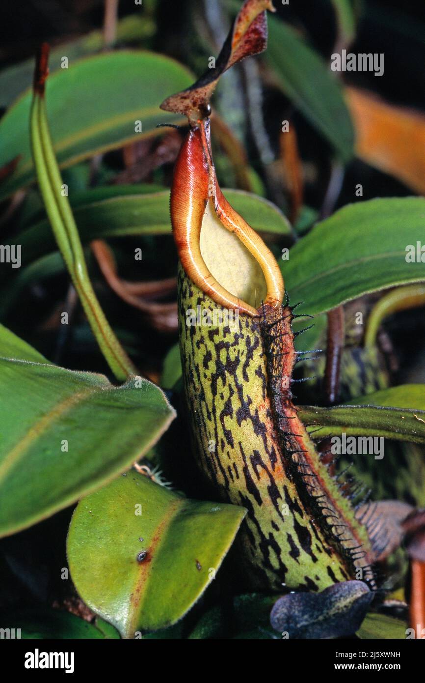 Tropische fleischfressende Kannenpflanze (Nepenthaceae), Regenwald, Borneo, Malaysia Stockfoto