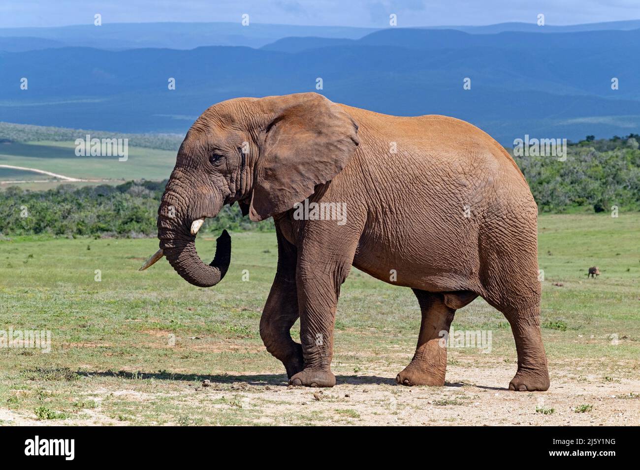 Afrikanischer Buschelefant (Loxodonta africana) mit gebrochenem Stoßzahn im Addo Elephant National Park, Gqeberha, Eastern Cape Province, Südafrika Stockfoto