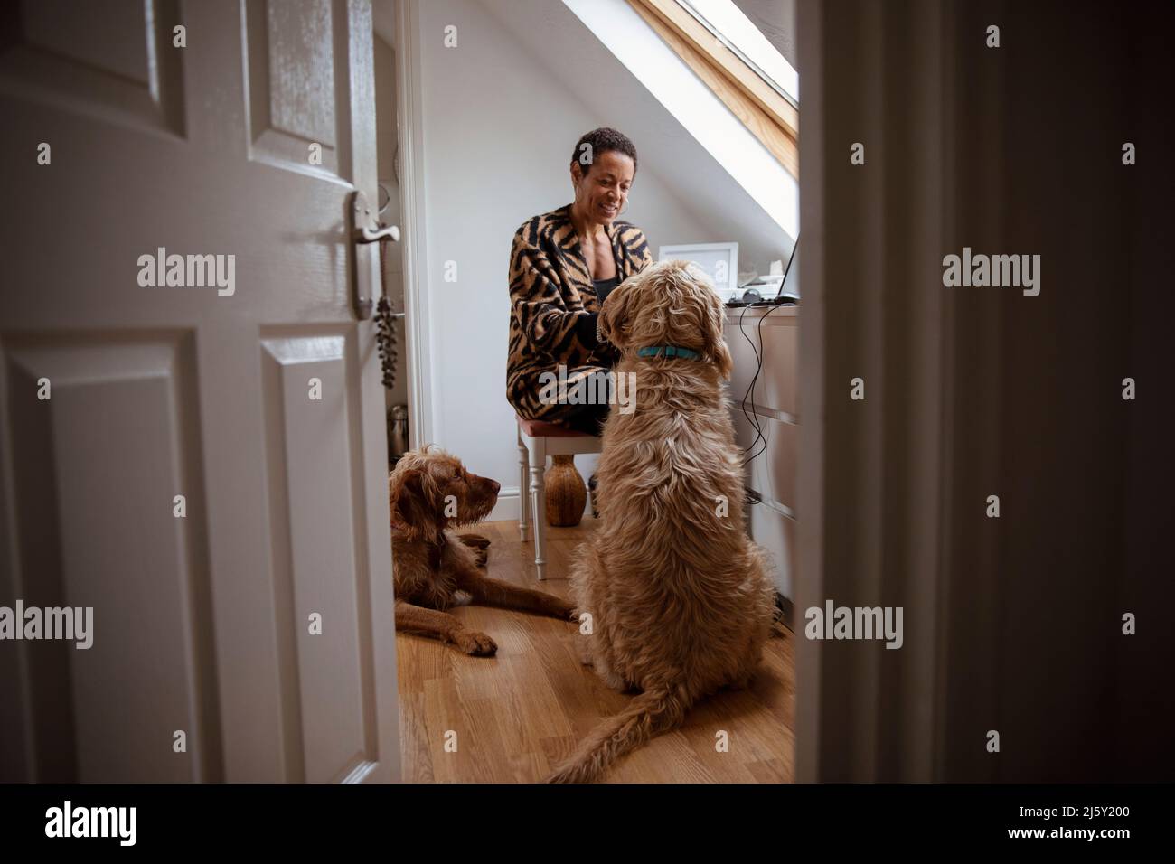 Hunde beobachten Frau arbeiten von zu Hause aus im Home Office Eingang Stockfoto