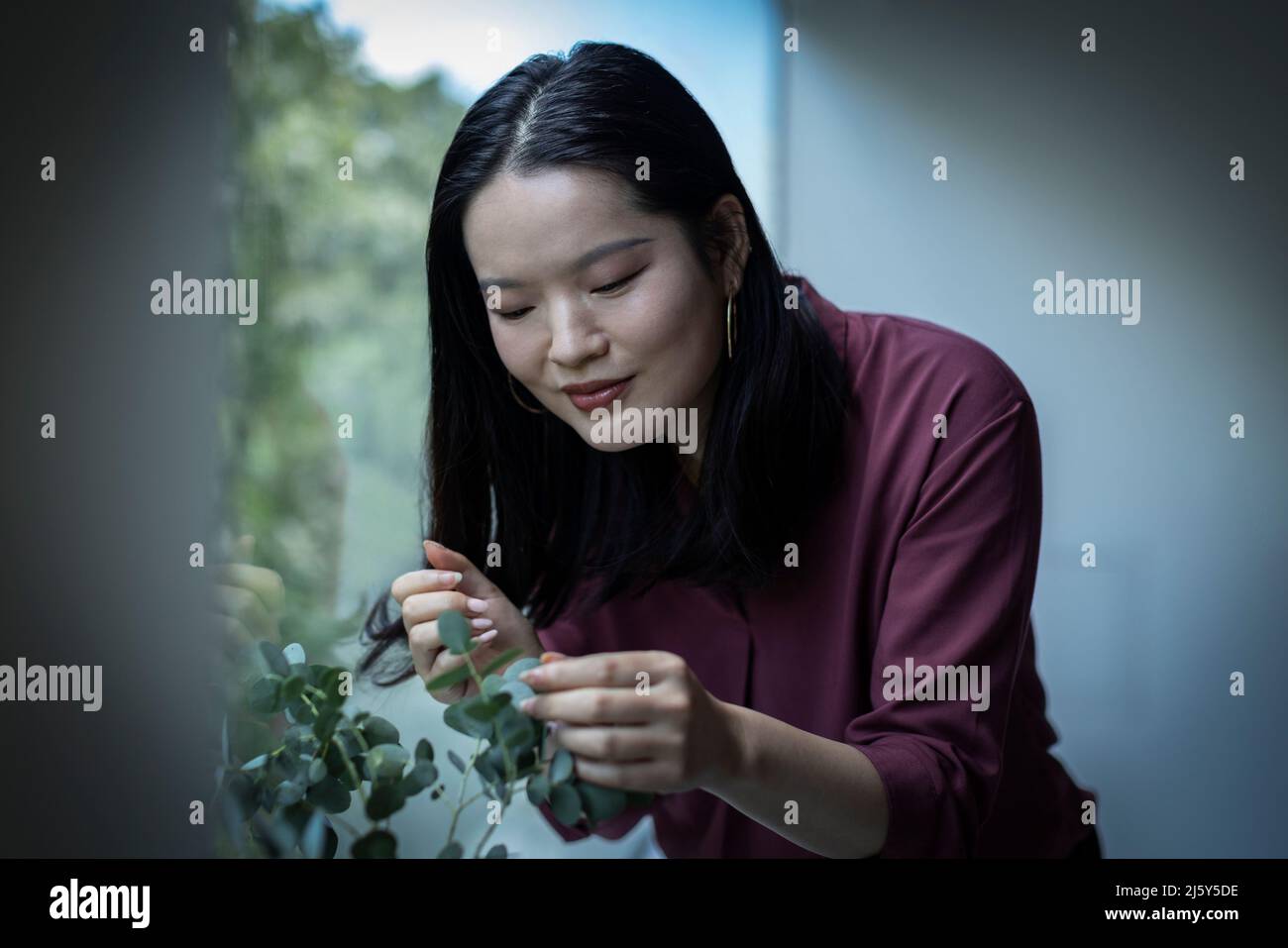Junge Frau, die Blätter auf der Zimmerpflanze inspiziert Stockfoto