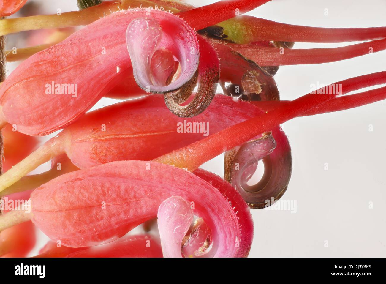 Super Makro-Ansicht des isolierten Grevillea preissii-Blütenstands. Australische Pflanze Stockfoto